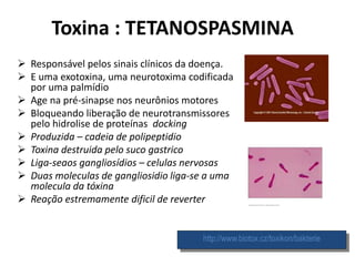 Toxina : TETANOSPASMINA
http://www.biotox.cz/toxikon/bakterie
 Responsável pelos sinais clínicos da doença.
 E uma exotoxina, uma neurotoxima codificada
por uma palmídio
 Age na pré-sinapse nos neurônios motores
 Bloqueando liberação de neurotransmissores
pelo hidrolise de proteínas docking
 Produzida – cadeia de polipeptidio
 Toxina destruida pelo suco gastrico
 Liga-seaos gangliosídios – celulas nervosas
 Duas moleculas de gangliosidio liga-se a uma
molecula da tóxina
 Reação estremamente dificil de reverter
 