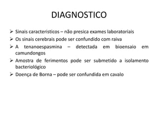 DIAGNOSTICO
 Sinais caracteristicos – não presica exames laboratoriais
 Os sinais cerebrais pode ser confundido com raiva
 A tenanoespasmina – detectada em bioensaio em
camundongos
 Amostra de ferimentos pode ser submetido a isolamento
bacteriológico
 Doença de Borna – pode ser confundida em cavalo
 