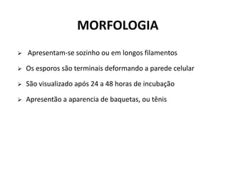  Apresentam-se sozinho ou em longos filamentos
 Os esporos são terminais deformando a parede celular
 São visualizado após 24 a 48 horas de incubação
 Apresentão a aparencia de baquetas, ou tênis
MORFOLOGIA
 