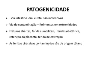  Via intestino oral e retal são inofencivos
 Via de contaminação – ferimentos em extremidades
 Fraturas abertas, feridas umbilicais, feridas obstétrica,
retenção da placenta, ferida de castração
 As feridas cirúrgicas contaminadas são de origem tétano
PATOGENICIDADE
 