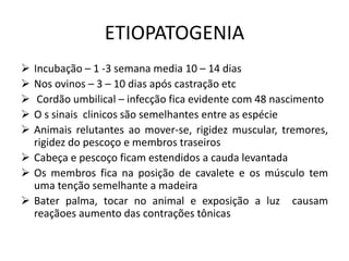 ETIOPATOGENIA
 Incubação – 1 -3 semana media 10 – 14 dias
 Nos ovinos – 3 – 10 dias após castração etc
 Cordão umbilical – infecção fica evidente com 48 nascimento
 O s sinais clinicos são semelhantes entre as espécie
 Animais relutantes ao mover-se, rigidez muscular, tremores,
rigidez do pescoço e membros traseiros
 Cabeça e pescoço ficam estendidos a cauda levantada
 Os membros fica na posição de cavalete e os músculo tem
uma tenção semelhante a madeira
 Bater palma, tocar no animal e exposição a luz causam
reaçãoes aumento das contrações tônicas
 