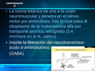 CONTINUACIÓ
N
• La toxina tetánica se une a la unión
neuromuscular y penetra en el nervio
motor por endocitosis, tras lo cual pasa al
citoplasma de la motoneurona alfa por
transporte axónico retrógrado (3.4
mm/hora en el N. ciático)
• Impide la liberación del neurotransmisor
ácido ά-aminobutírico
(GABA)
 