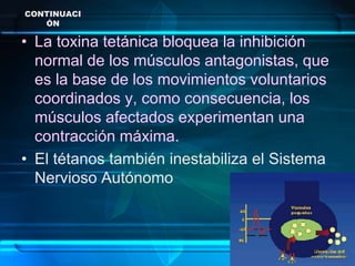 CONTINUACI
ÓN
• La toxina tetánica bloquea la inhibición
normal de los músculos antagonistas, que
es la base de los movimientos voluntarios
coordinados y, como consecuencia, los
músculos afectados experimentan una
contracción máxima.
• El tétanos también inestabiliza el Sistema
Nervioso Autónomo
 
