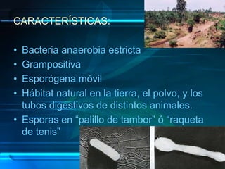 CARACTERÍSTICAS:
• Bacteria anaerobia estricta
• Grampositiva
• Esporógena móvil
• Hábitat natural en la tierra, el polvo, y los
tubos digestivos de distintos animales.
• Esporas en “palillo de tambor” ó “raqueta
de tenis”
 