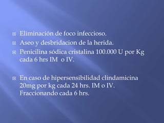  Eliminación de foco infeccioso.
 Aseo y desbridacion de la herida.
 Penicilina sódica cristalina 100.000 U por Kg
cada 6 hrs IM o IV.
 En caso de hipersensibilidad clindamicina
20mg por kg cada 24 hrs. IM o IV.
Fraccionando cada 6 hrs.
 
