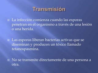  La infección comienza cuando las esporas
penetran en el organismo a través de una lesión
o una herida.
 Las esporas liberan bacterias activas que se
diseminan y producen un tóxico llamado
tetanospasmina.
 No se transmite directamente de una persona a
otra.
 