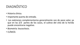DIAGNÓSTICO
• Historia clínica.
• Importante puerta de entrada.
• Los exámenes complementarios generalmente son de poco valor, ya
que en las 2/3 partes de los casos, el cultivo del sitio de la herida
puede encontrarse negativo.
• Biometría: leucocitosis.
• CLÍNICO.
 