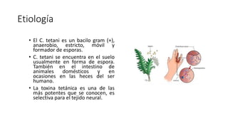 Etiología
• El C. tetani es un bacilo gram (+),
anaerobio, estricto, móvil y
formador de esporas.
• C. tetani se encuentra en el suelo
usualmente en forma de espora.
También en el intestino de
animales domésticos y en
ocasiones en las heces del ser
humano.
• La toxina tetánica es una de las
más potentes que se conocen, es
selectiva para el tejido neural.
 