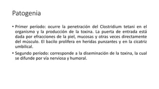 Patogenia
• Primer período: ocurre la penetración del Clostridium tetani en el
organismo y la producción de la toxina. La puerta de entrada está
dada por efracciones de la piel, mucosas y otras veces directamente
del músculo. El bacilo prolifera en heridas punzantes y en la cicatriz
umbilical.
• Segundo período: corresponde a la diseminación de la toxina, la cual
se difunde por vía nerviosa y humoral.
 