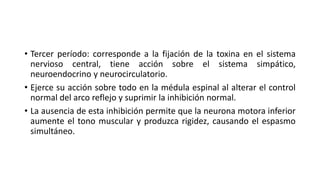 • Tercer período: corresponde a la fijación de la toxina en el sistema
nervioso central, tiene acción sobre el sistema simpático,
neuroendocrino y neurocirculatorio.
• Ejerce su acción sobre todo en la médula espinal al alterar el control
normal del arco reflejo y suprimir la inhibición normal.
• La ausencia de esta inhibición permite que la neurona motora inferior
aumente el tono muscular y produzca rigidez, causando el espasmo
simultáneo.
 