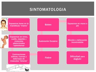 Espasmos leves en la
mandíbula “trismo”
Espasmos en tórax,
cuello, espalda y
músculos
abdominales
“opistótonos”
Contracciones
súbitas, fuertes y
dolorosas de
músculos “tetania”
Fiebre
Sudoración Excesiva
Babeo Espasmos en mano o
pie
Micción o defecación
incontrolable
Dificultad para
deglutir
SINTOMATOLOGIA
 