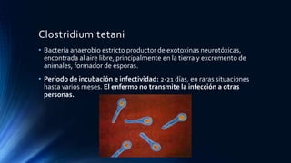 Clostridium tetani
• Bacteria anaerobio estricto productor de exotoxinas neurotóxicas,
encontrada al aire libre, principalmente en la tierra y excremento de
animales, formador de esporas.
• Período de incubación e infectividad: 2-21 días, en raras situaciones
hasta varios meses. El enfermo no transmite la infección a otras
personas.
 