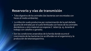 Reservorio y vías de transmisión
• Tubo digestivo de los animales (las bacterias son excretadas con
heces al medio ambiente).
• La infección suele producirse por contaminación de la piel dañada
(puerta de entrada) por el suelo fertilizado con heces de los animales
domésticos u otro material con esporas C. tetani (p. ej. durante el
trabajo con caballos o ganado).
• Son las condiciones anaerobias de la herida donde ocurre el
crecimiento de las bacterias (no se difunden en el organismo) y la
producción de tetanoespasmina.
 