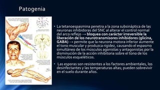 Patogenia
• La tetanoespasmina penetra a la zona subsináptica de las
neuronas inhibidoras del SNC al alterar el control normal
del arco reflejo → bloquea con carácter irreversible la
liberación de los neurotransmisores inhibidores (glicina,
GABA) → permite que la neurona motora inferior aumente
el tono muscular y produzca rigidez, causando el espasmo
simultáneo de los músculos agonistas y antagonistas por la
disminución de la acción inhibitoria sobre el tono de los
músculos esqueléticos.
• Las esporas son resistentes a los factores ambientales, los
desinfectantes y las temperaturas altas; pueden sobrevivir
en el suelo durante años.
 