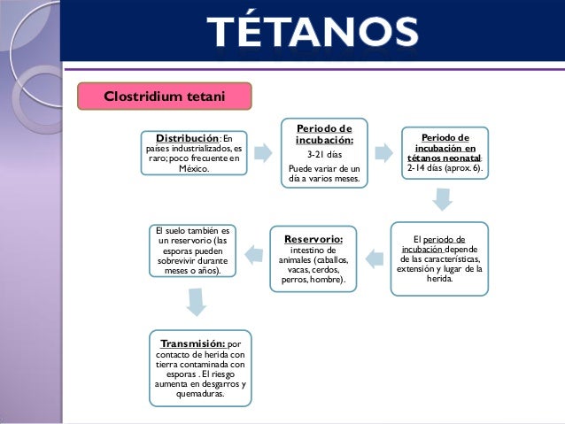 cadena epidemiologica tetanos t 233 tanos vigilancia epidemiologica cadena epidemiologica tetanos t 233 tanos vigilancia epidemiologica