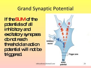 Grand Synaptic Potential <ul><li>If the  SUM  of the potentials of all inhibitory and excitatory synapses do not reach thr...