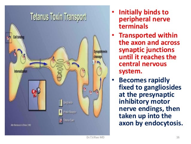 Tetanus 120405220242-phpapp01