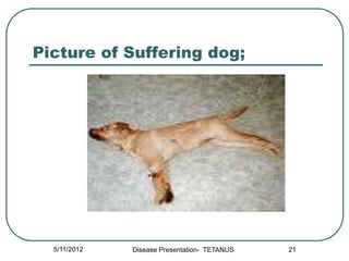 Picture of Suffering dog;




  5/11/2012   Disease Presentation- TETANUS   21
 