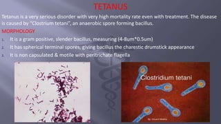 TETANUS
Tetanus is a very serious disorder with very high mortality rate even with treatment. The disease
is caused by “Clostrium tetani”, an anaerobic spore forming bacillus.
MORPHOLOGY
1. It is a gram positive, slender bacillus, measuring (4-8um*0.5um)
2. It has spherical terminal spores, giving bacillus the charestic drumstick appearance
3. It is non capsulated & motile with peritrichate flagella
 