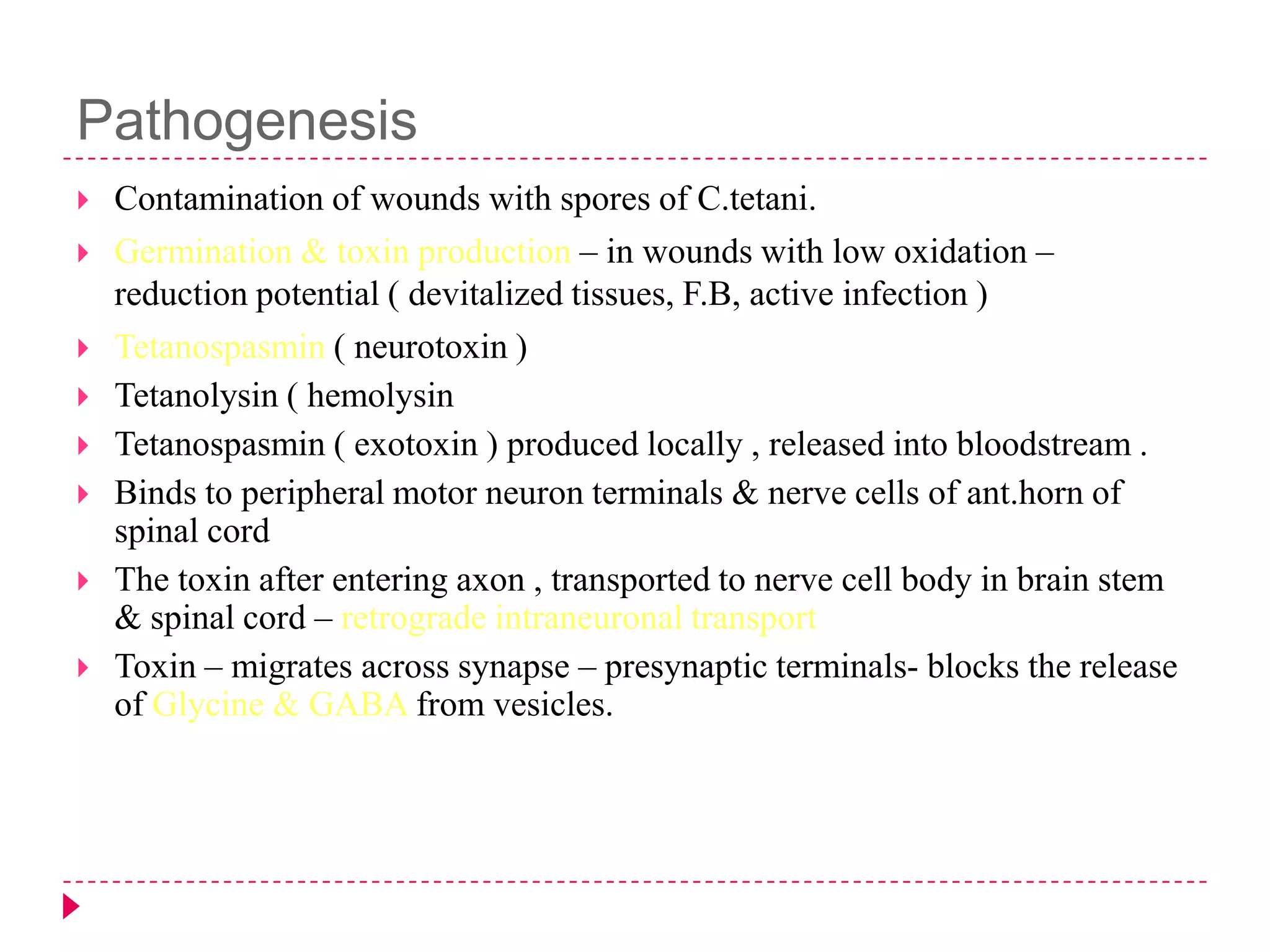 Pathogenesis










Contamination of wounds with spores of C.tetani.
Germination & toxin production – in wounds with low oxidation –
reduction potential ( devitalized tissues, F.B, active infection )
Tetanospasmin ( neurotoxin )
Tetanolysin ( hemolysin
Tetanospasmin ( exotoxin ) produced locally , released into bloodstream .
Binds to peripheral motor neuron terminals & nerve cells of ant.horn of
spinal cord
The toxin after entering axon , transported to nerve cell body in brain stem
& spinal cord – retrograde intraneuronal transport
Toxin – migrates across synapse – presynaptic terminals- blocks the release
of Glycine & GABA from vesicles.

 