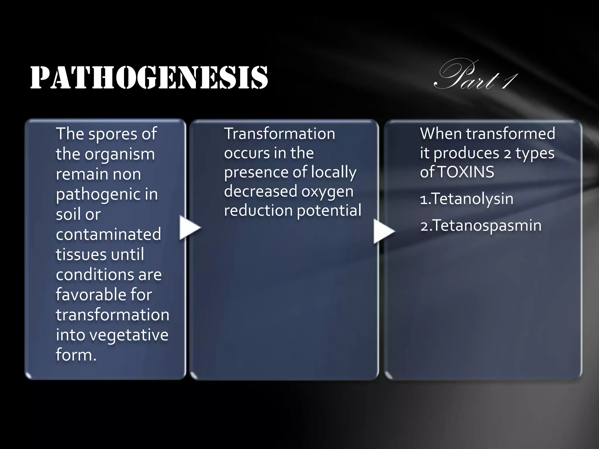 PATHOGENESIS
The spores of
the organism
remain non
pathogenic in
soil or
contaminated
tissues until
conditions are
favorable for
transformation
into vegetative
form.

Transformation
occurs in the
presence of locally
decreased oxygen
reduction potential

Part 1
When transformed
it produces 2 types
of TOXINS
1.Tetanolysin

2.Tetanospasmin

 
