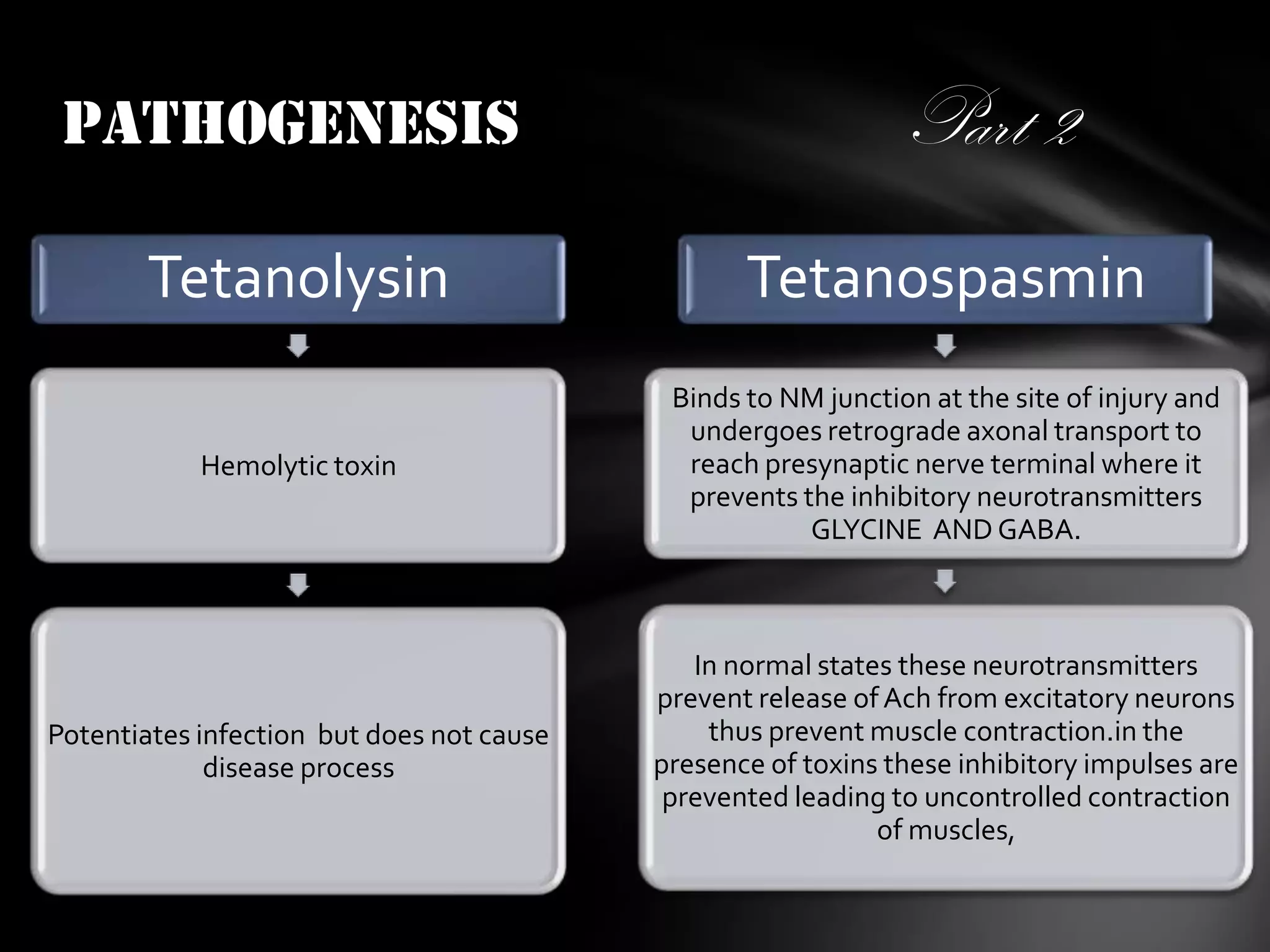 PATHOGENESIS

Part 2

Tetanolysin

Tetanospasmin

Hemolytic toxin

Binds to NM junction at the site of injury and
undergoes retrograde axonal transport to
reach presynaptic nerve terminal where it
prevents the inhibitory neurotransmitters
GLYCINE AND GABA.

Potentiates infection but does not cause
disease process

In normal states these neurotransmitters
prevent release of Ach from excitatory neurons
thus prevent muscle contraction.in the
presence of toxins these inhibitory impulses are
prevented leading to uncontrolled contraction
of muscles,

 