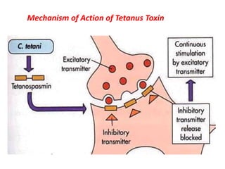 Mechanism of Action of Tetanus Toxin 
 