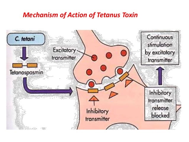 tetanus toxin