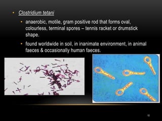 • Clostridium tetani
• anaerobic, motile, gram positive rod that forms oval,
colourless, terminal spores – tennis racket or drumstick
shape.
• found worldwide in soil, in inanimate environment, in animal
faeces & occasionally human faeces.
10
 