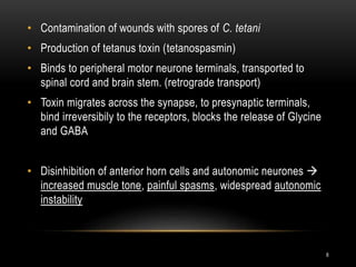 • Contamination of wounds with spores of C. tetani
• Production of tetanus toxin (tetanospasmin)
• Binds to peripheral motor neurone terminals, transported to
spinal cord and brain stem. (retrograde transport)
• Toxin migrates across the synapse, to presynaptic terminals,
bind irreversibily to the receptors, blocks the release of Glycine
and GABA
• Disinhibition of anterior horn cells and autonomic neurones 
increased muscle tone, painful spasms, widespread autonomic
instability
8
 