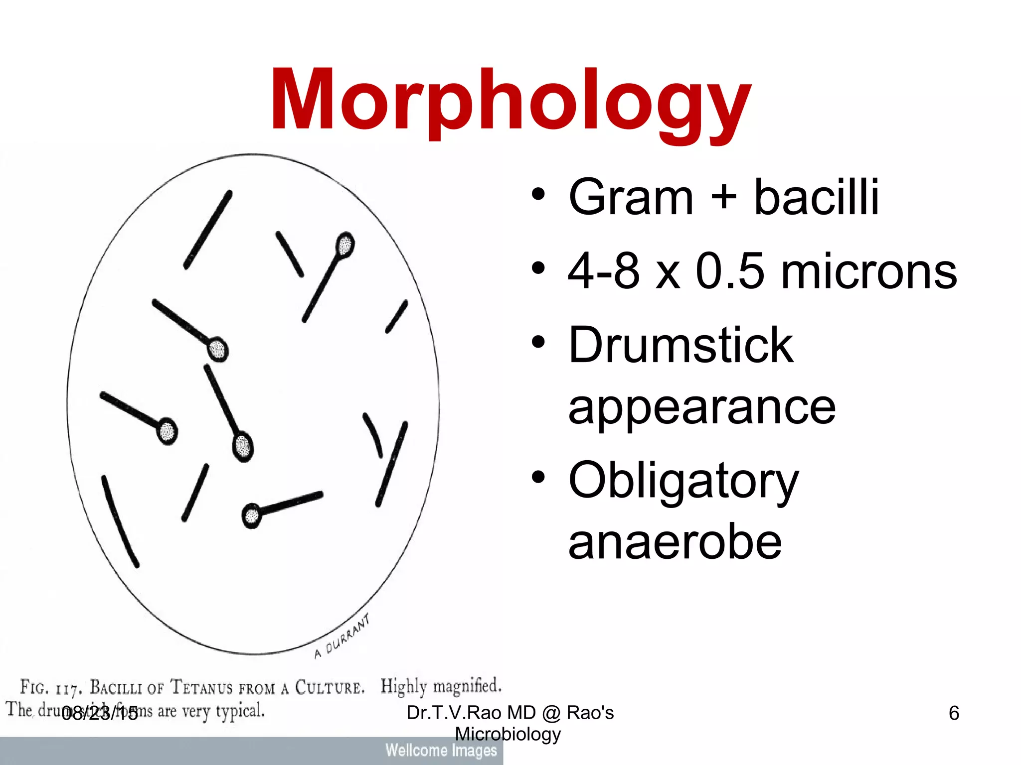 Tetanus teaching basics ppt