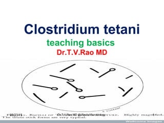 Clostridium tetani
teaching basics
Dr.T.V.Rao MD
08/23/15 Dr.T.V.Rao MD @ Rao's Microbiology 1
 