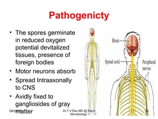Tetanus Pathophys Tetanus Teaching basics | PPT
