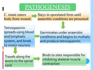 Tetanus Pathophys Tetanus | PPTX