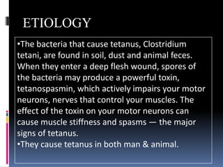 •The bacteria that cause tetanus, Clostridium
tetani, are found in soil, dust and animal feces.
When they enter a deep flesh wound, spores of
the bacteria may produce a powerful toxin,
tetanospasmin, which actively impairs your motor
neurons, nerves that control your muscles. The
effect of the toxin on your motor neurons can
cause muscle stiffness and spasms — the major
signs of tetanus.
•They cause tetanus in both man & animal.
ETIOLOGY
 