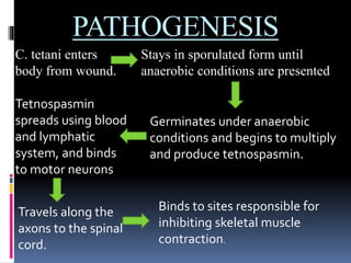 PATHOGENESIS
C. tetani enters
body from wound.
Stays in sporulated form until
anaerobic conditions are presented
Germinates under anaerobic
conditions and begins to multiply
and produce tetnospasmin.
Tetnospasmin
spreads using blood
and lymphatic
system, and binds
to motor neurons
Travels along the
axons to the spinal
cord.
Binds to sites responsible for
inhibiting skeletal muscle
contraction.
 