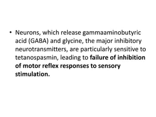 • Neurons, which release gammaaminobutyric
acid (GABA) and glycine, the major inhibitory
neurotransmitters, are particularly sensitive to
tetanospasmin, leading to failure of inhibition
of motor reflex responses to sensory
stimulation.
 