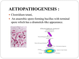AETIOPATHOGENESIS :
 Clostridium tetani,
 An anaerobic spore-forming bacillus with terminal
spore which has a drumstick-like appearance.
 