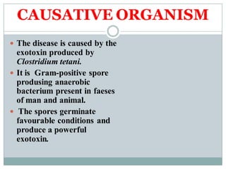 CAUSATIVE ORGANISM
 The disease is caused by the
exotoxin produced by
Clostridium tetani.
 It is Gram-positive spore
produsing anaerobic
bacterium present in faeses
of man and animal.
 The spores germinate
favourable conditions and
produce a powerful
exotoxin.
 