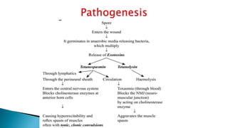 Tetanus Pathophys Tetanus | PPTX