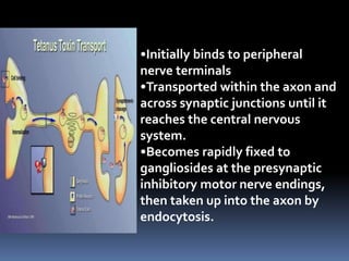 Tetanus Powerpoint Background Tetanus.ppt