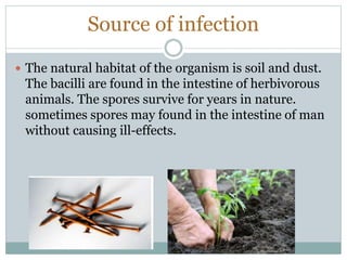 Source of infection
 The natural habitat of the organism is soil and dust.
The bacilli are found in the intestine of herbivorous
animals. The spores survive for years in nature.
sometimes spores may found in the intestine of man
without causing ill-effects.
 