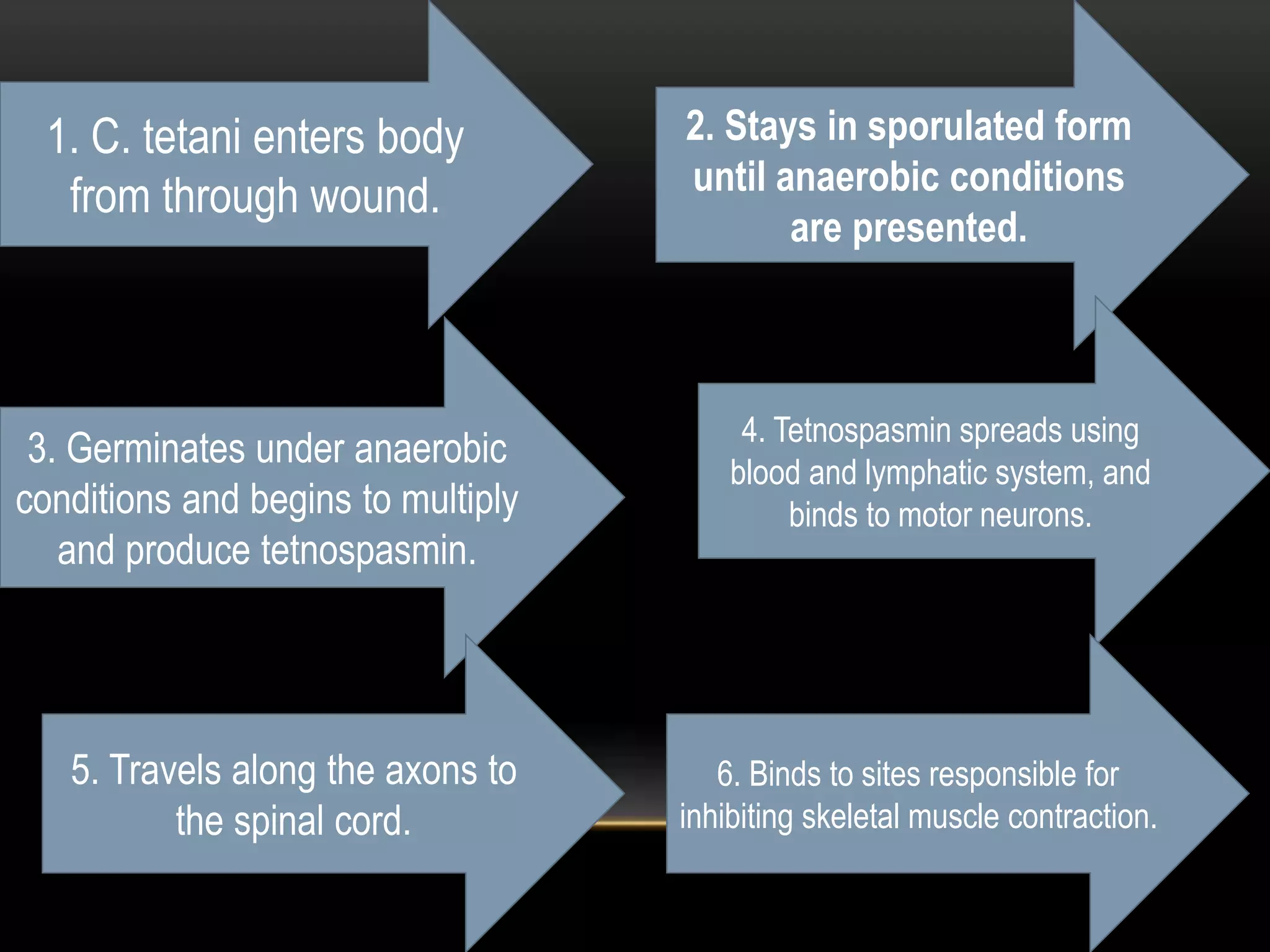 1. C. tetani enters body
from through wound.
3. Germinates under anaerobic
conditions and begins to multiply
and produce tetnospasmin.
2. Stays in sporulated form
until anaerobic conditions
are presented.
4. Tetnospasmin spreads using
blood and lymphatic system, and
binds to motor neurons.
5. Travels along the axons to
the spinal cord.
6. Binds to sites responsible for
inhibiting skeletal muscle contraction.
 