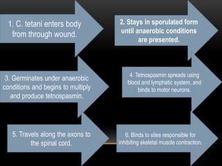 1. C. tetani enters body
from through wound.
3. Germinates under anaerobic
conditions and begins to multiply
and produce tetnospasmin.
2. Stays in sporulated form
until anaerobic conditions
are presented.
4. Tetnospasmin spreads using
blood and lymphatic system, and
binds to motor neurons.
5. Travels along the axons to
the spinal cord.
6. Binds to sites responsible for
inhibiting skeletal muscle contraction.
 