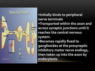 •Initially binds to peripheral
nerve terminals
•Transported within the axon and
across synaptic junctions until it
reaches the central nervous
system.
•Becomes rapidly fixed to
gangliosides at the presynaptic
inhibitory motor nerve endings,
then taken up into the axon by
endocytosis.
 