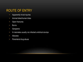 ROUTE OF ENTRY
• Apparently trivial injuries
• Animal bites/human bites
• Open fractures
• Burns
• Gangrene
• In neonates usually via infected umbilical stumps
• Abscess
• Parenteral drug abuse
 
