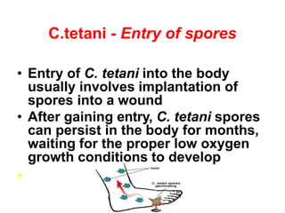Tetanus Pathophys tetanus.pptx, introduction, pathophysiology | PPTX