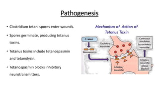 Pathogenesis
• Clostridium tetani spores enter wounds.
• Spores germinate, producing tetanus
toxins.
• Tetanus toxins include tetanospasmin
and tetanolysin.
• Tetanospasmin blocks inhibitory
neurotransmitters.
 