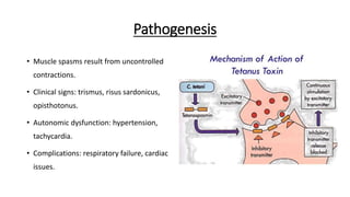 Pathogenesis
• Muscle spasms result from uncontrolled
contractions.
• Clinical signs: trismus, risus sardonicus,
opisthotonus.
• Autonomic dysfunction: hypertension,
tachycardia.
• Complications: respiratory failure, cardiac
issues.
 
