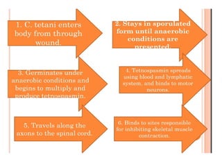 Case and Topic presentation on Tetanus including management and ...